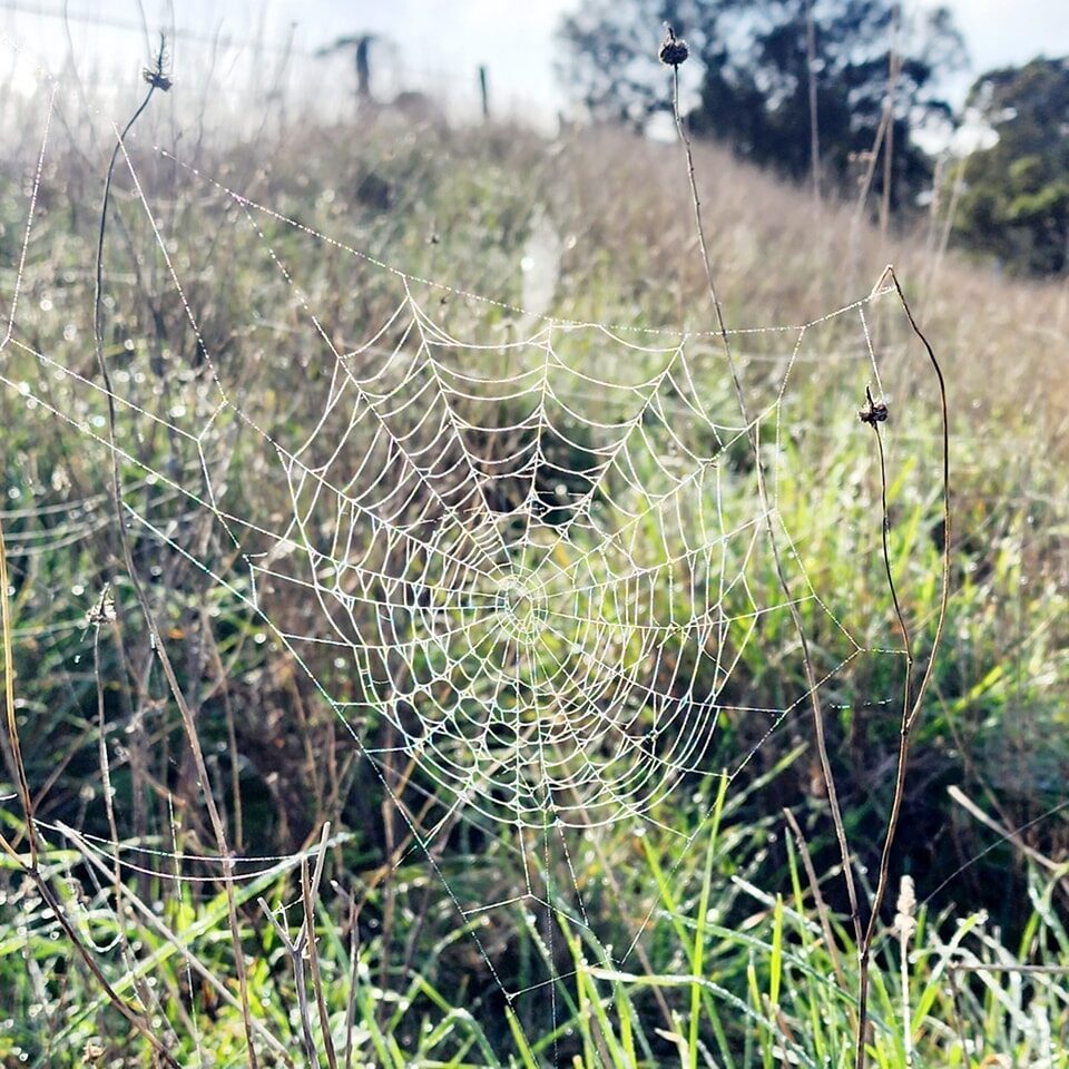 Instagram post from thegreenmaninn. This post is in position 0.